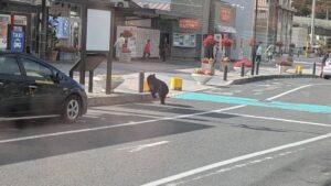 日本人さん、モンハンの最小個体みたいなクマにビビり散らかしてしまうｗｗｗｗｗｗ